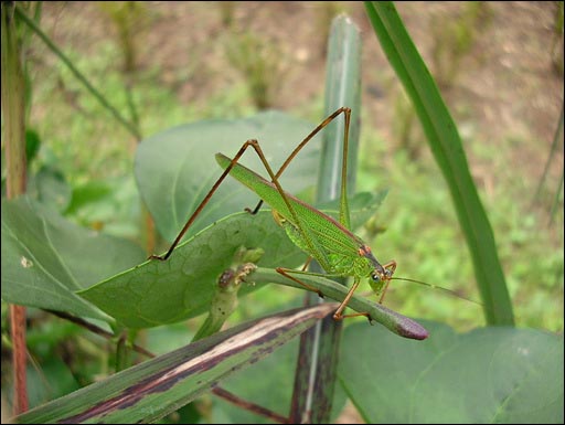 카메라에 앉은 베짱이. 콩줄기 위에 떨어뜨리다. 